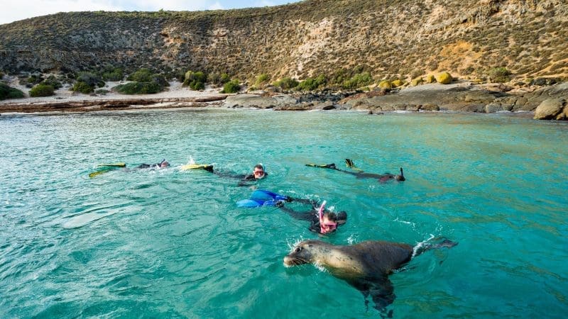 a group of snorkellers in the water with a sealion with cliffs in the backgroup