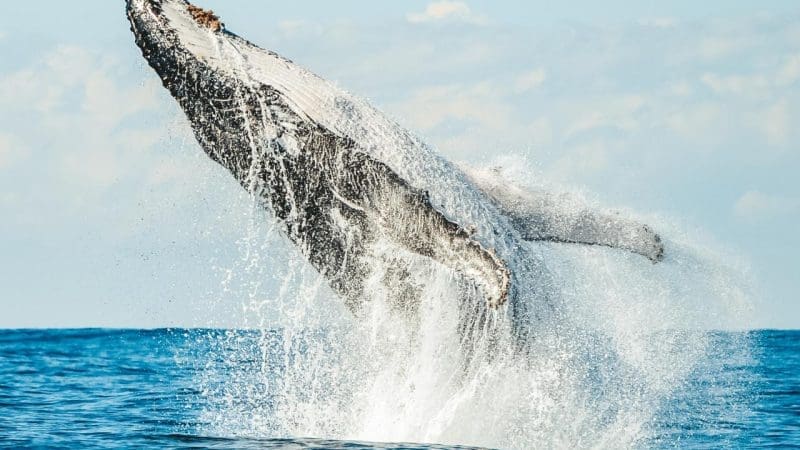 A majestic humpback whale leaps from the sparkling sea, breaching with a massive splash on a sunny whale watching tour.