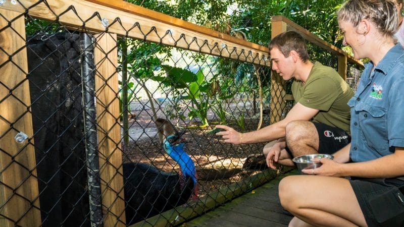 Two people crouch by a fenced enclosure, up close with a cassowary on the Mossman Daintree Wildlife Tour in tropical Queensland.