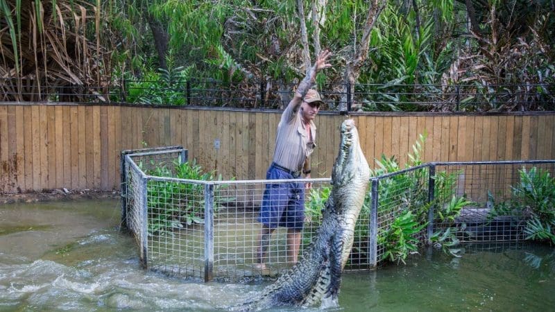 Visitor at Hartleys Crocodile Adventures feeds a massive crocodile jumping from the water during a half-day Port Douglas wildlife tour.