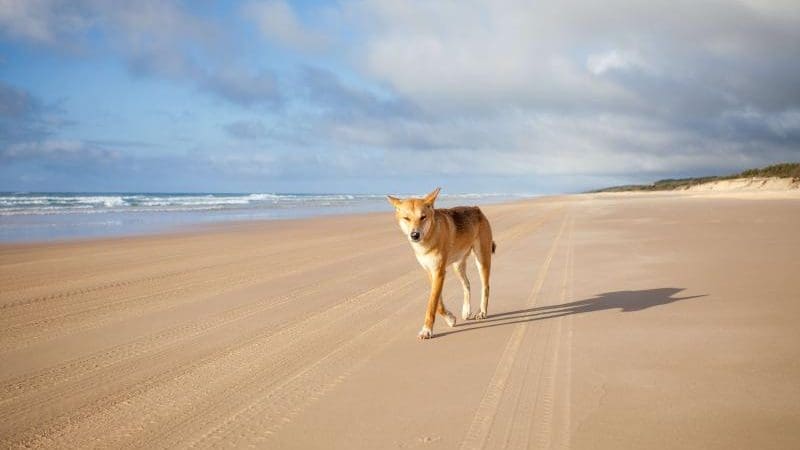 A solitary dingo strolls along a vast sandy beach during The Great Escape Australia 28 Day Semi-Guided tour, pure wilderness beauty.
