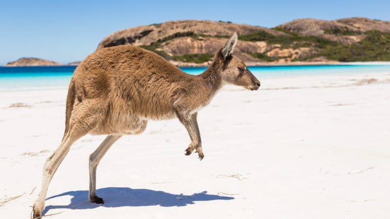 Wild kangaroo on pristine white sand beach, turquoise sea, and rocky hills beneath a vibrant blue sky in Australia’s scenic outback.